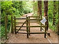 The Clyde Walkway entering Big Wood