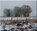 Wintry scene near Elmsett