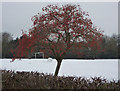 Tree with berries in the snow