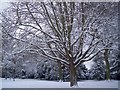 Snow covered trees in Gillingham Park