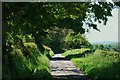 Country lane with mature broad leaved trees