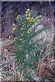 Gorse at Sandford Brake