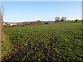 Field above Woodbury Salterton