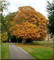 Golden Oak, Llantarnam Abbey