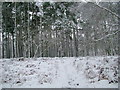 Near Fittleworth Common