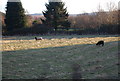 Sheep off the A39, Washford