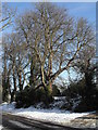 Winter trees in Russell Road