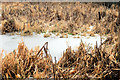 Frozen lake, Hillsborough forest (2)