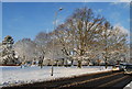 Trees on the edge of Southborough Common