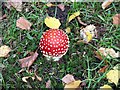 St George, Esher, Surrey - Toadstools in churchyard