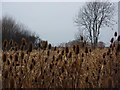 Teasels by a footpath