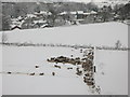 Sheep on snowy pastures above Allendale Town