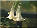 Brugmansia, Palm House, Torquay