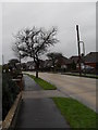 Winter trees in Windmill Drive