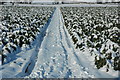 Snow covered crop, Birlingham