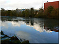 Pond, Cheney Manor Trading Estate, Swindon (7)