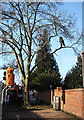 Tree pruning in Bury St Edmunds