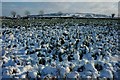 Leeks under snow, Birlingham