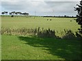 Farmland off Towerlands Road