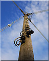 Telegraph pole, Bangor