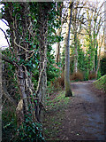 J4981 : Path, Stricklands Glen by Rossographer