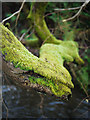 Moss covered branch, Stricklands Glen