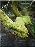 J4982 : Moss covered branch, Stricklands Glen by Rossographer