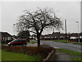 Winter tree in Holmes Lane