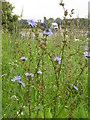 SP4806 : Wild Chicory beside the A34, Oxford Bypass by john shortland