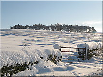 NY8453 : Rough pastures and plantation west of Green Hill in the snow by Mike Quinn