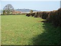 Pasture near Bromley Farm