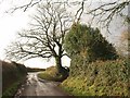 Lane junction north of Thurloxton