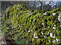 Moss covered stone wall, Ubley