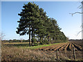 Conifer windbreak