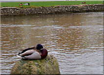 SP1620 : Sleeping duck, River Windrush, Bourton by Andy F