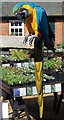 Rodney the parrot in the yard, Coton Manor Gardens