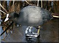 A Coot on the Grantham Canal