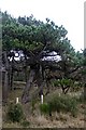 Pine trees near Sandhill House