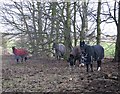 Horses with coats on