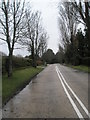 Winter trees in Pigeonhouse Lane