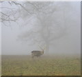 Stag in Fog