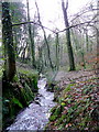 Stream through Poldew Wood