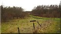 Faskine Community Woodland