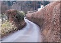 The lane to Rhewl