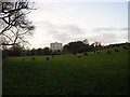 Cows Grazing at Dowley Gap