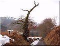 Lightning struck tree