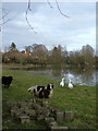 Sheep trapped by the flood, near the river Alde