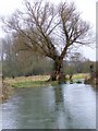 SU0725 : River Ebble, Bishopstone by Maigheach-gheal