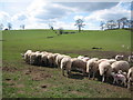 NY6818 : Sheep feeding time in the Eden Valley by Paul Harris