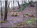 A woodland walk in Whitlingham Country Park - picnic table